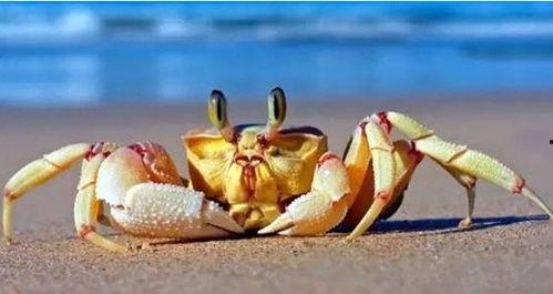 成人螃蟹夹球视频大全,趣味互动背后的奥秘解析