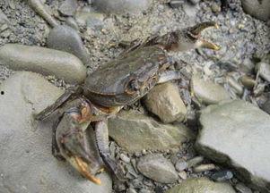 成人螃蟹夹球视频大全,趣味互动背后的奥秘解析