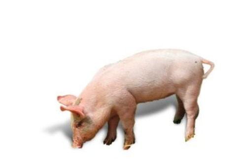 猪还会变成人吗视频,探索生物进化奥秘