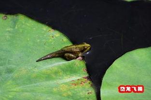 青蛙成人版视频下载,揭秘神秘世界背后的故事