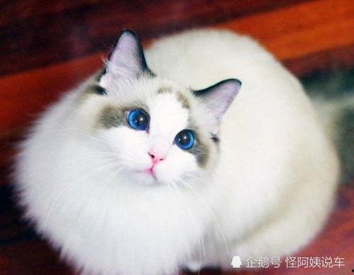 布偶猫变成人样子视频,萌态可掬萌翻网友