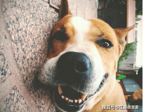 傻狗变成人搞笑漫画视频,搞笑变身记，萌宠变人类，笑料百出！