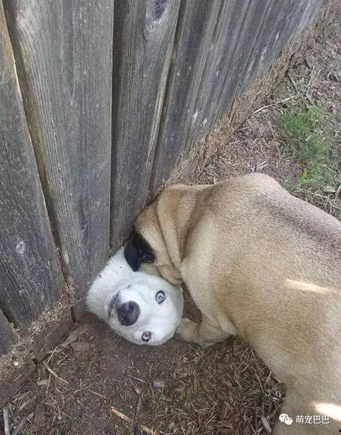 傻狗变成人搞笑漫画视频,搞笑变身记,萌宠变人类,笑料百出!